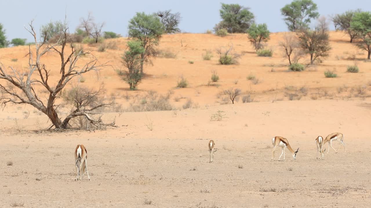 Laaja kuvakoko kuvaa springbok-antilooppilaumaa ruokailemassa Kgalagadin kansallispuiston kuivassa maisemassa
