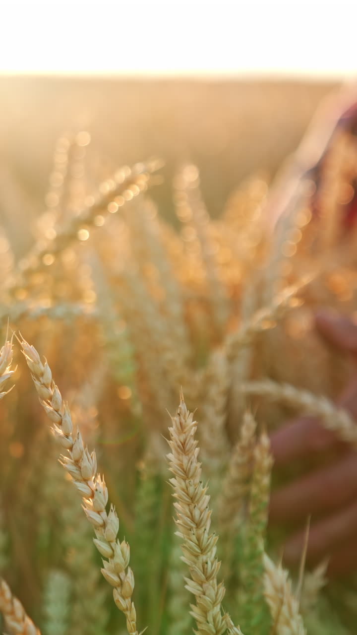 Beautiful ears of ripe wheat in the light of sunset in the agricultural field. Unrecognized person at backdrop in blur. Vertical video