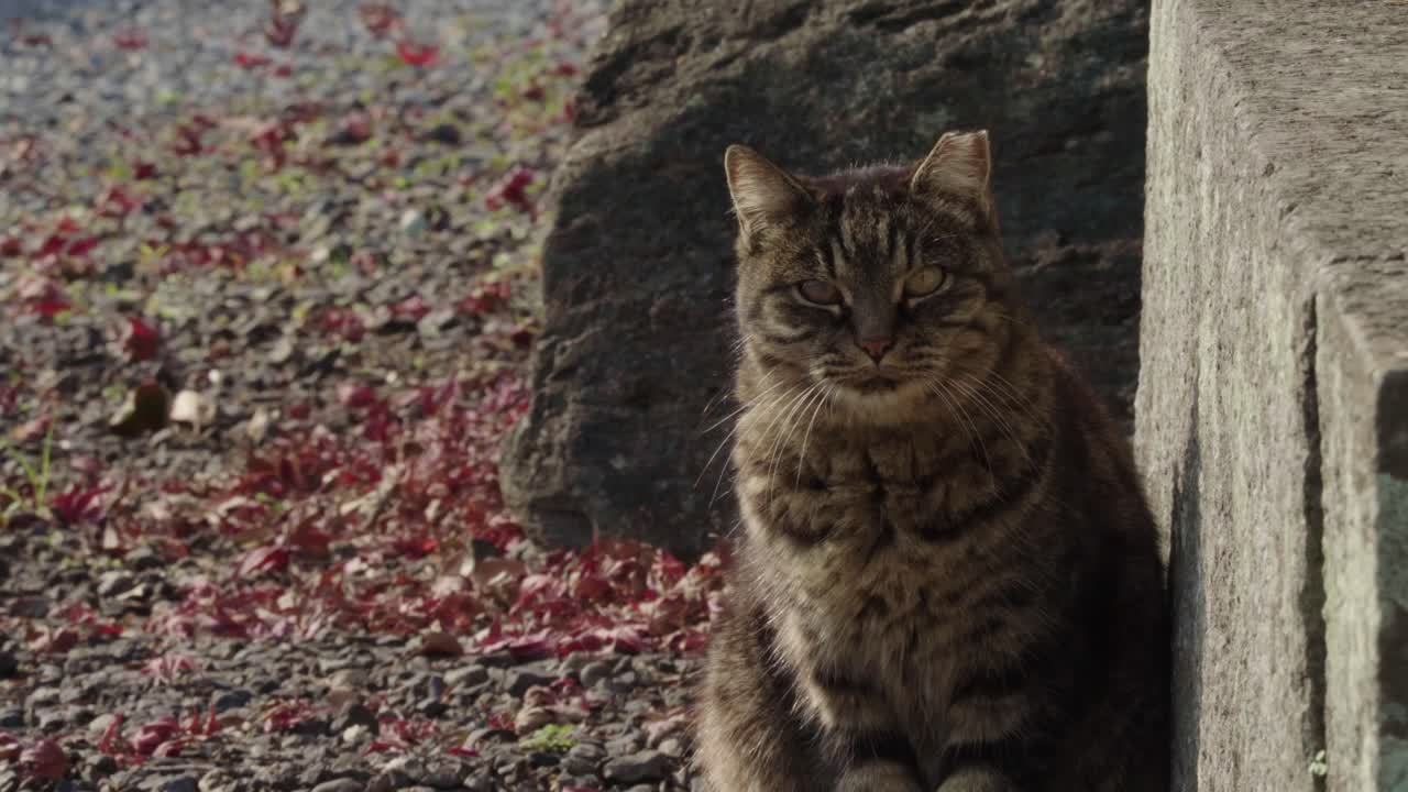 Nærbillede af en brun makrel tabby korthåret huskat, der kigger på kameraet