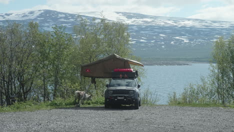 Toma-Idílica-De-Un-Automóvil-Con-Campamento-En-La-Azotea-En-El-Norte-De-Suecia-Laplan,-Renos-Pastando-Cerca-Del-Automóvil,-Jeep-En-El-Desierto