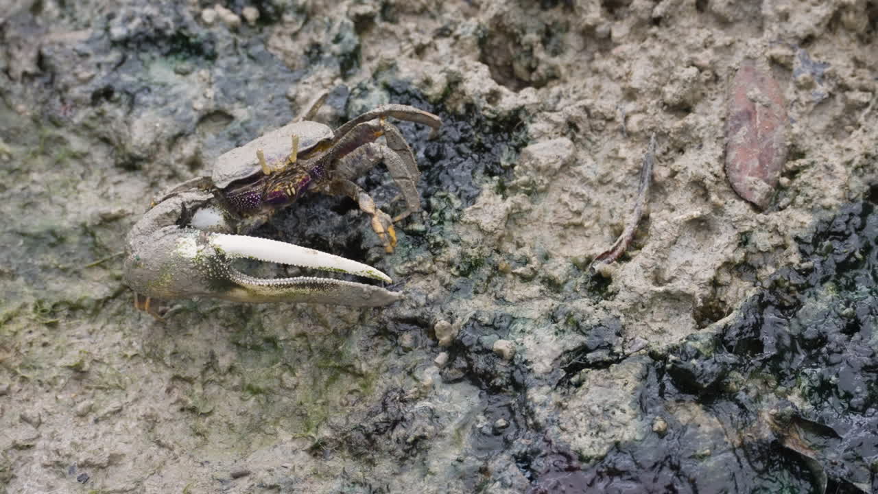 Angry looking crab crawls on wet land, close up