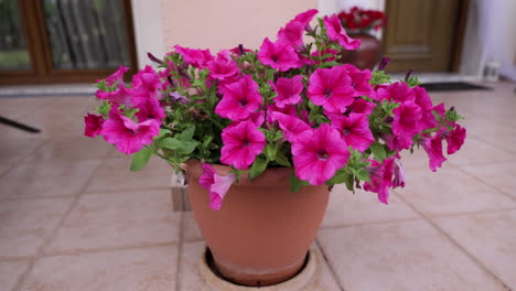 petunia planted in a flowerpot while wind blows