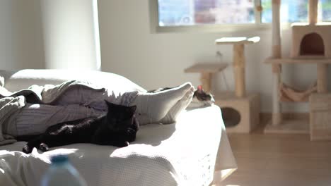 cat sleeping indoor at home sitting in the couch