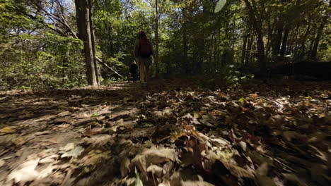 ángulo bajo a través de bosques y árboles siguiendo a un excursionista en cámara lenta