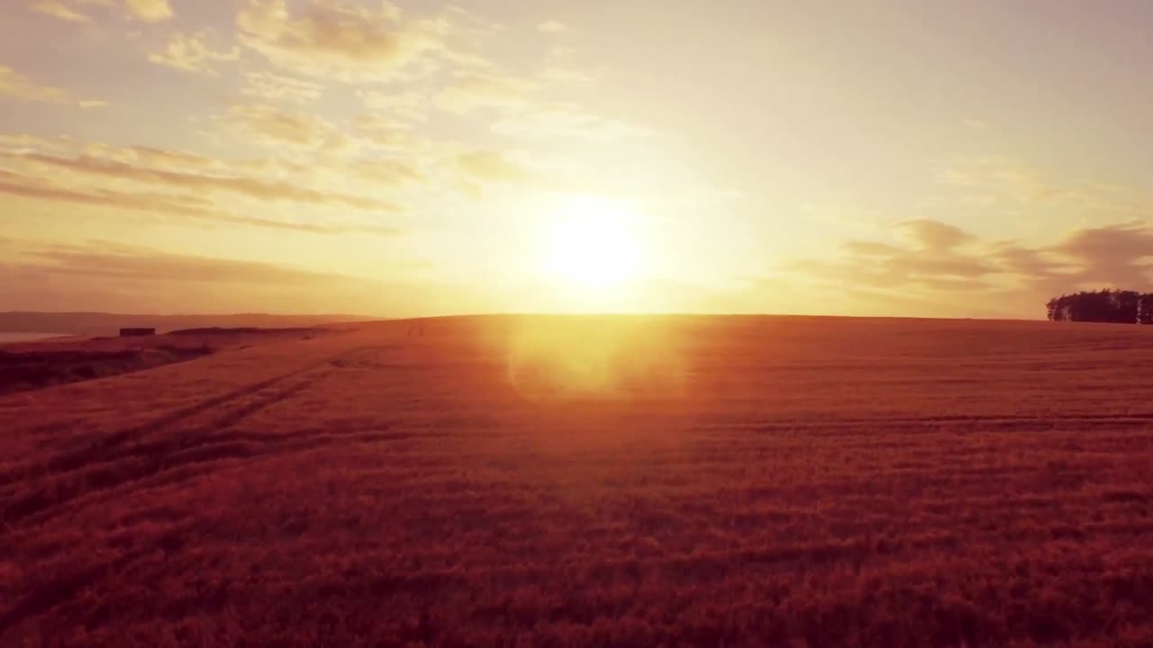 Drone footage of golden fields