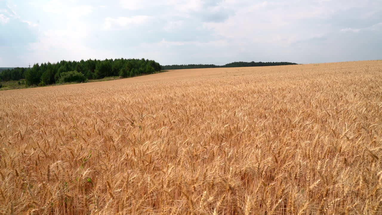 золотое пшеничное поле под облачным небом