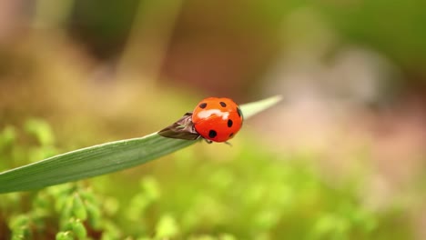 close-up de la vida silvestre de una mariquita en la hierba verde en el bosque