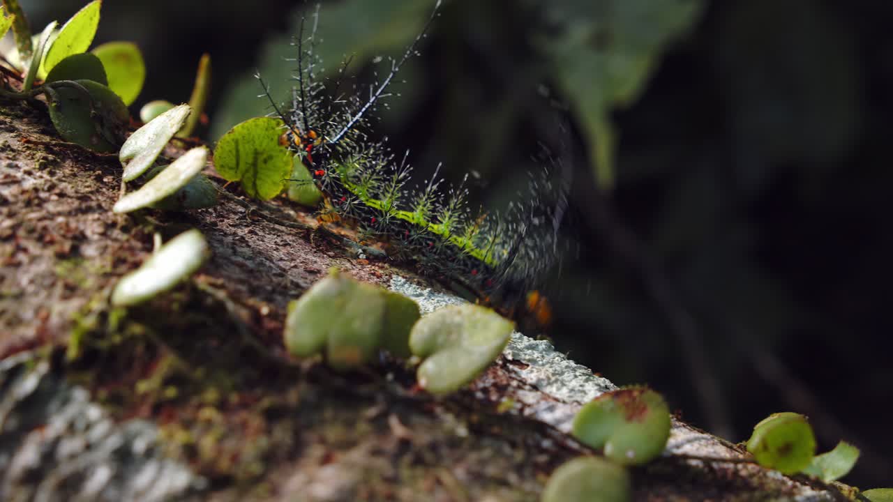 A spine-covered moth caterpillar makes its way through leaves on mossy bark in Peru’s Amazon rainforest in close detail.