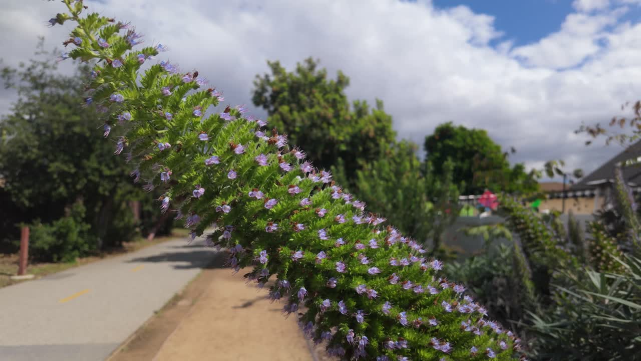 Long Flowered Plant Moving in a Breeze