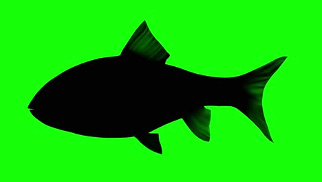 silhouette of a fish swimming, on green screen, side view