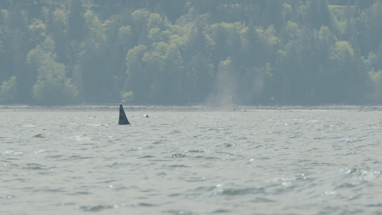 Vídeo Premium - Las orcas machos soplan cuando salen a la superficie