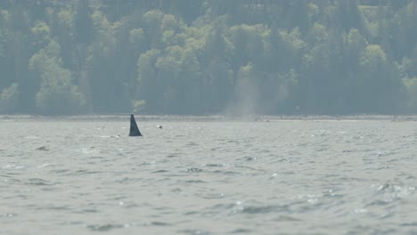 Male-orcas-blow-as-they-surface-to-take-a-breath,-tall-dorsal-fins-visible