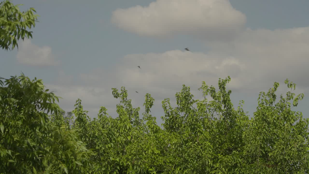 A flock of swallows flying over trees during the spring migration season