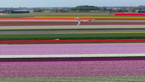 Kitesurfer-gliding-past-vibrant-tulip-fields-under-clear-skies-in-the-Netherlands,-aerial-view