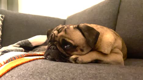 mops sitting on couch resting with big eyes