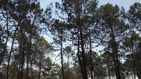 mystical dark forest wild nature wood tracking