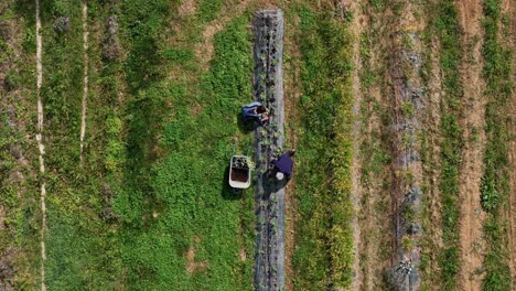 farmers planting seedlings through black plastic mulch, transporting young plants by wheelbarrow amid agricultural setting with water tanks and farming equipment, slow motion shot
