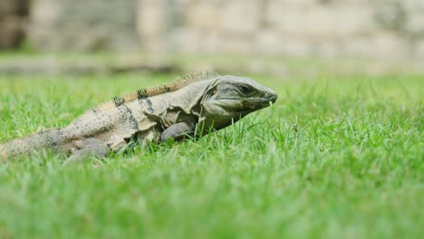 4k cinematic wildlife footage of an iguana in slow motion in the middle of the jungle in mexico on a sunny day