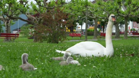 adult swan and cygnets relaxing and grazing in a green park during a summer day