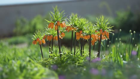 stunning aurora crown imperial flowers blooming in the garden