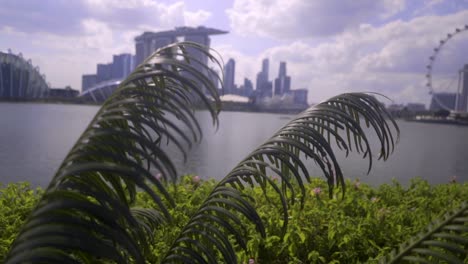 slomo shot from a bush revealing the skyline of singapore in the background