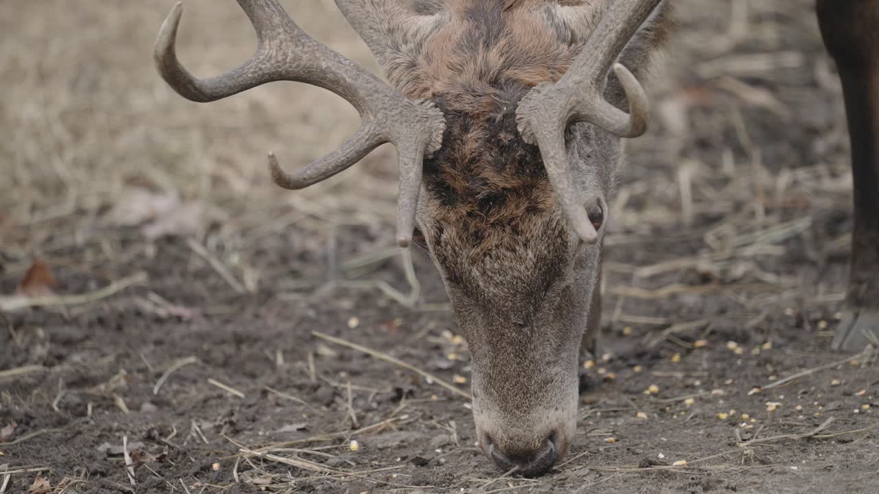 ciervo de cola blanca con cuernos en el parque safari en parc omega, quebec, canadá
