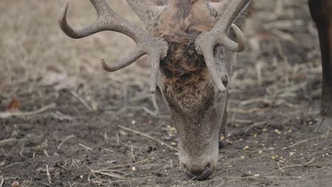 white-tailed deer buck with antlers at safari park in parc omega, quebec canada