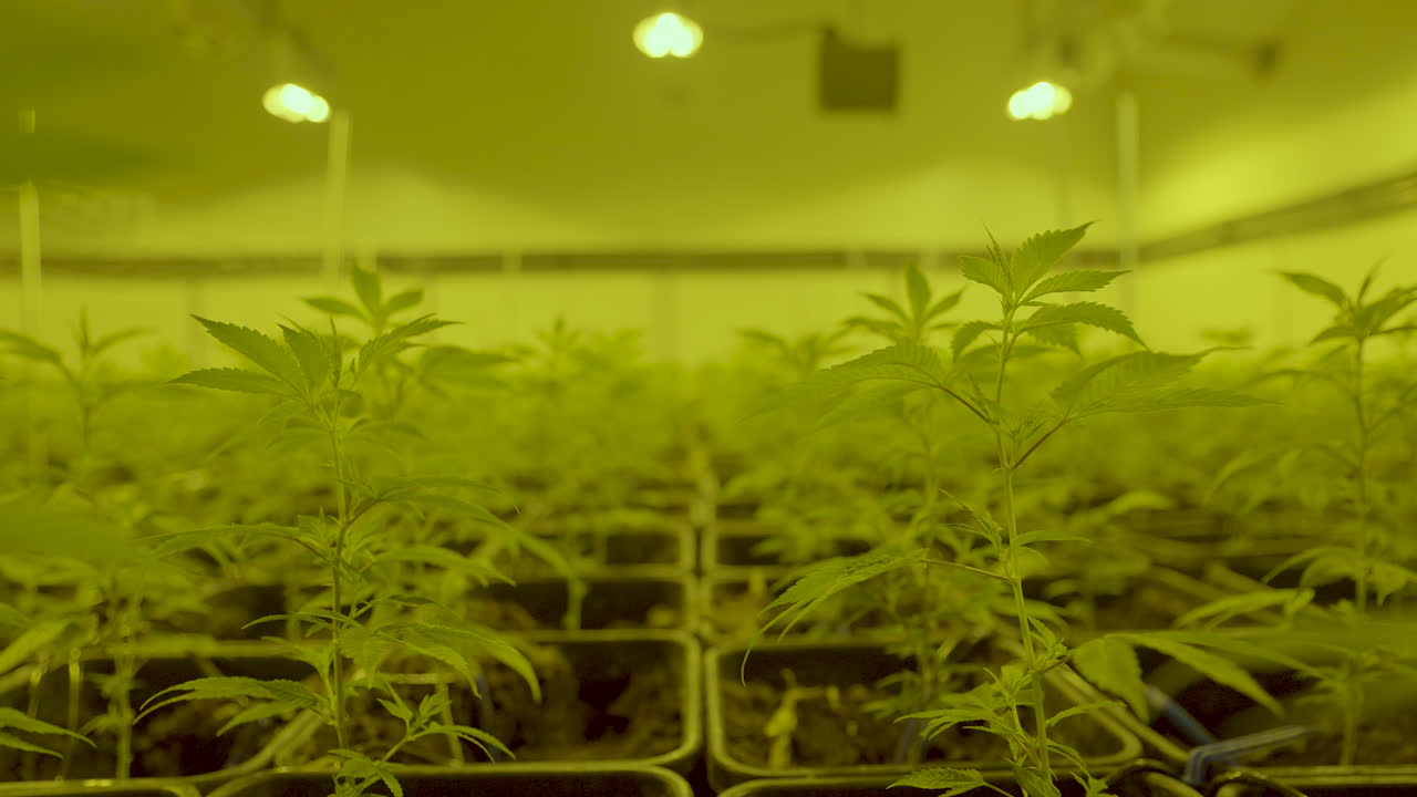 cámara moviéndose entre pequeñas plantas de maleza que crecen en un vivero de plantas