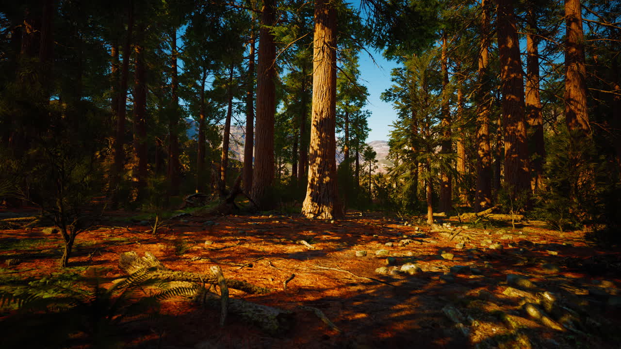 el famoso parque de secuoyas y el árbol de secuoyas gigante al atardecer
