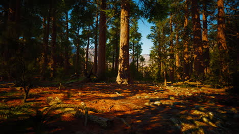 famous-Sequoia-park-and-giant-sequoia-tree-at-sunset