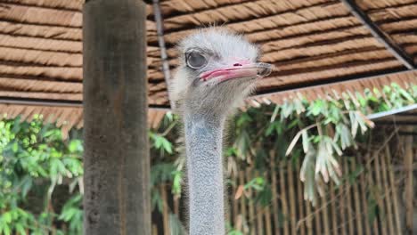 ostrich portrait