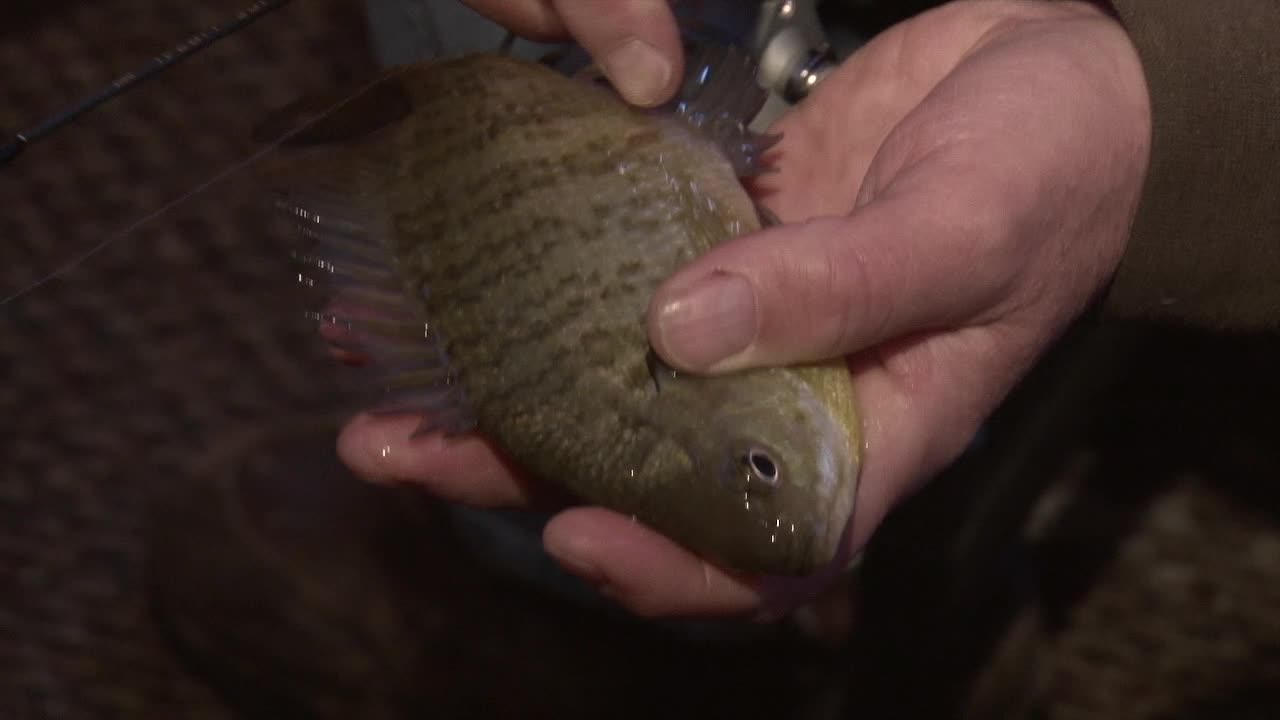 Close Up Of Fresh Catch Bluegill Fish Held By Fisherman In Hand.