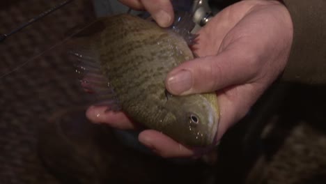 close up of fresh catch bluegill fish held by fisherman in hand.