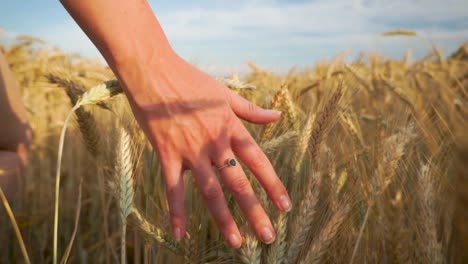 Espíritu-Libre-Pasa-Su-Mano-Por-El-Campo-De-Trigo---Cámara-Lenta