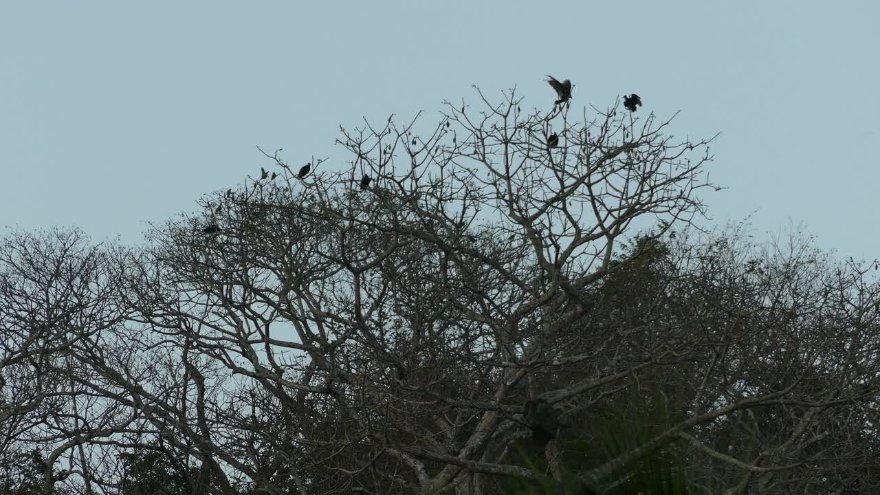 pájaros negros en las ramas de los árboles, en un bosque tropical oscuro y cambiante de panamá