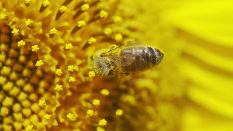 close-up of a vibrant yellow sunflower with a bee, set against a bright summer