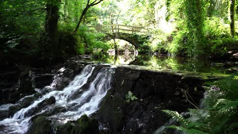 來自愛爾蘭的dun na ri森林公園的美麗自然風景