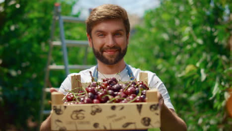 Inhaber-Eines-Agrarunternehmens-Zeigen-Gesunde-Lebensmittel-Aus-Der-Kirschkiste-In-Einer-Obstplantage.