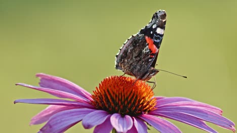 close up view of red admiral on purple coneflower feeding nectar