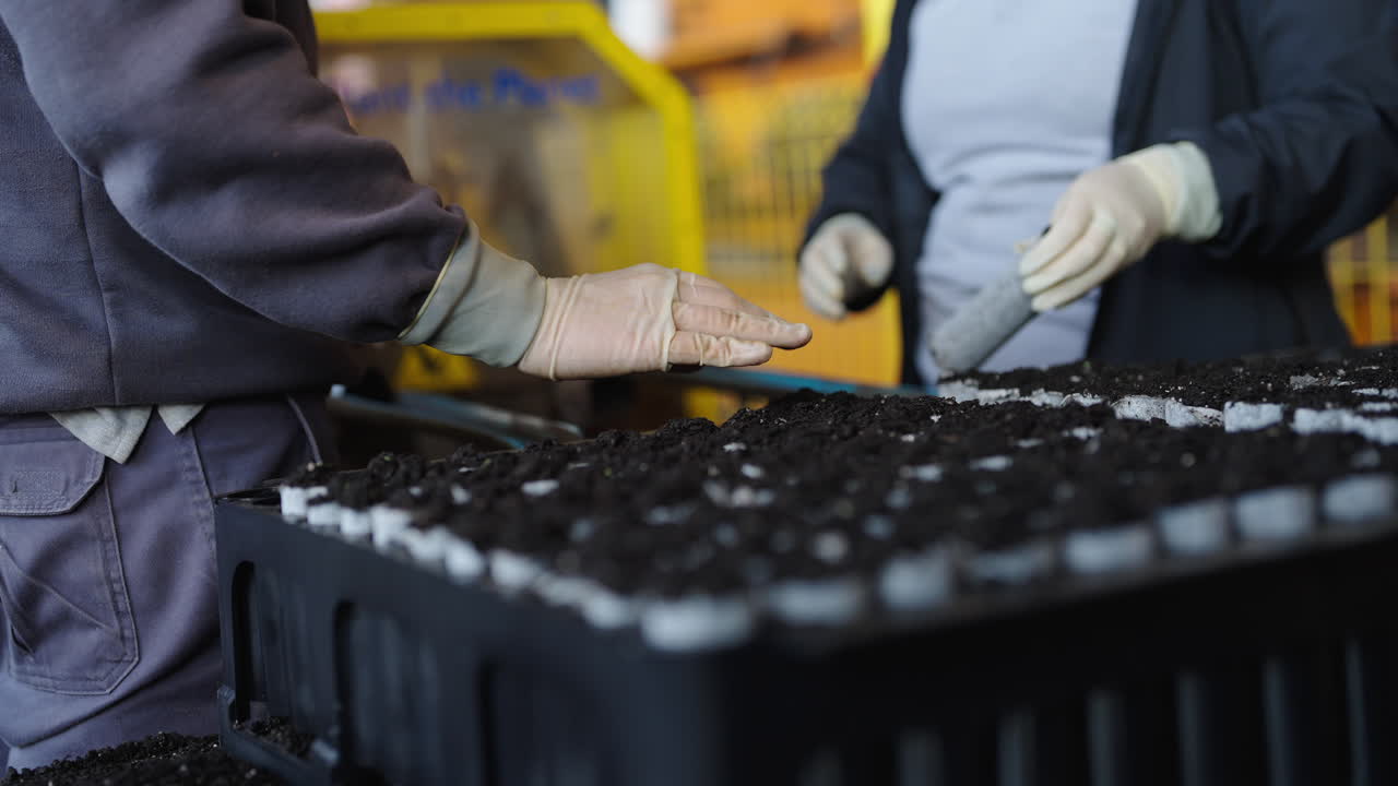 People sticking seedlings into a plastic container in the greenhouse, small plants growing, close up, hands with gloves