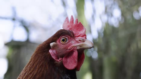 farm hen looking in the camera