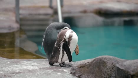 Zwei-Pinguine-Reinigen-Sich,-Nachdem-Sie-Im-Kühlen-Blauen-Wasser-Ihres-Geheges-Im-Harewood-House-In-Leeds-Geschwommen-Sind