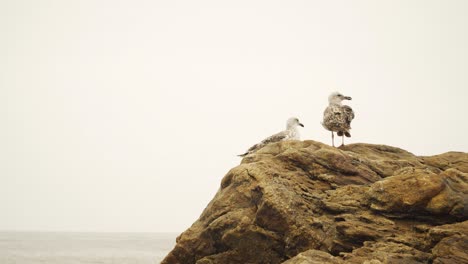 gaviotas en la cima de las rocas en la playa de matosinhos, porto, portugal