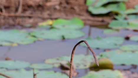 Ein-Kleiner,-Sich-Schnell-Bewegender-Vogel,-Der-Fast-überall-Auf-Der-Welt-Zu-Finden-Ist-Und-Die-Meiste-Zeit-Herumfliegt,-Um-Kleine-Insekten-Zu-Fangen