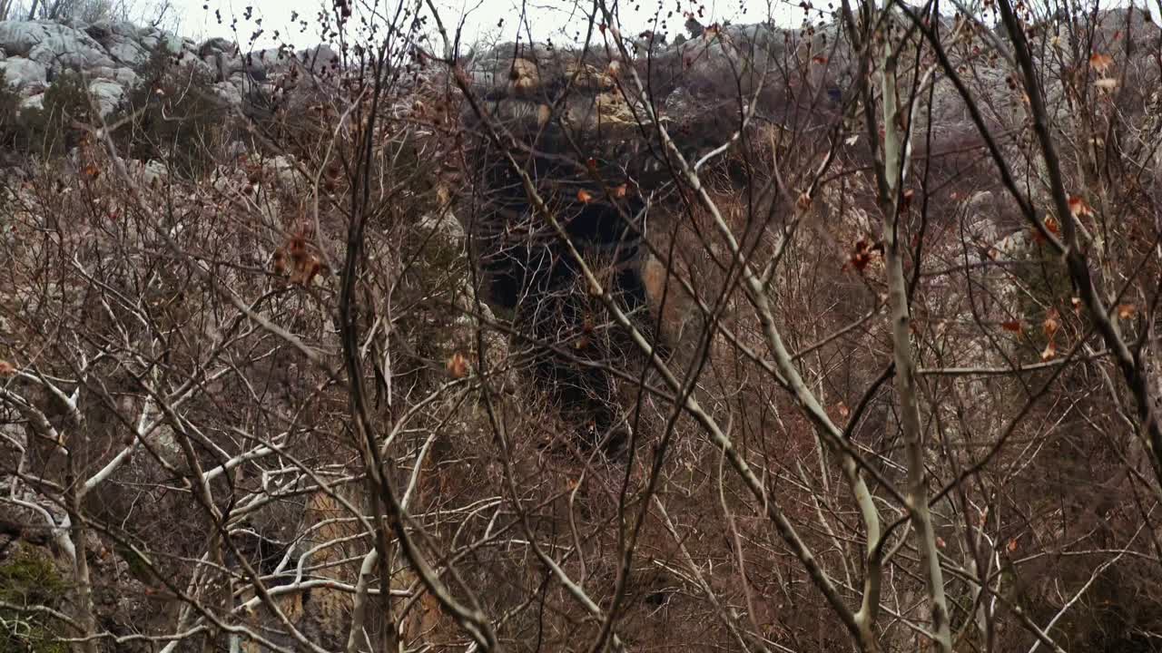 vista aérea de la entrada de la cueva a través de las ramas secas