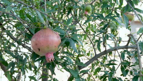 Pomegranates-on-a-tree-sway-in-the-wind