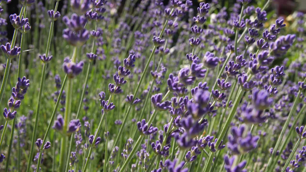disparo medio de una planta de lavanda balanceándose lentamente en la brisa