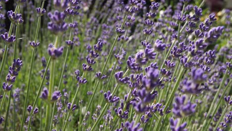 medium shot of a lavender plant slowly swaying in the breeze