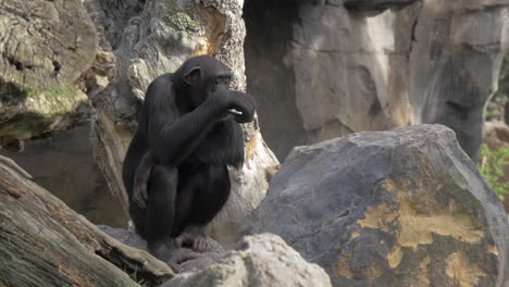 Chimp-looking-for-insects-in-its-hair