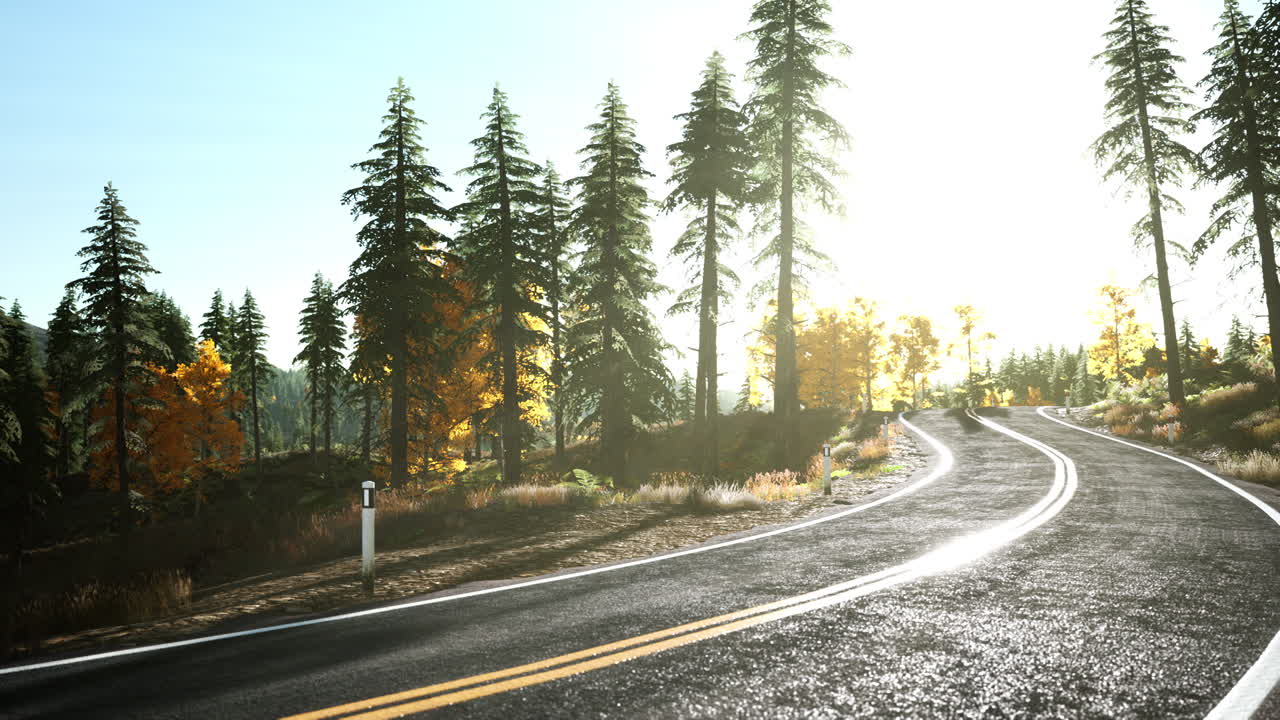 camino del bosque bajo los rayos del sol al atardecer